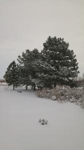 Pine Trees April 2022