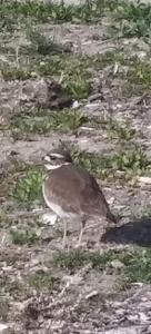 My Killdeer friend