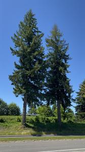 Olympia Trees 2022