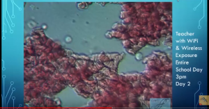 blood wifi radiation cell