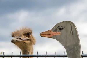 fake-real-ostrich